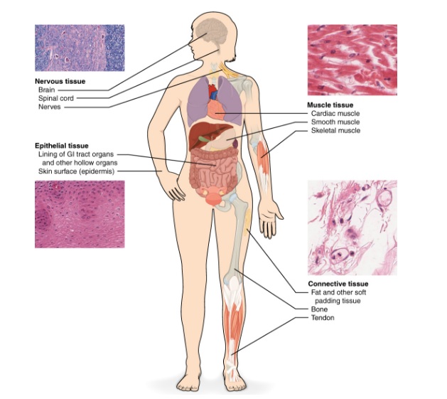 what are the types of tissues in the human body